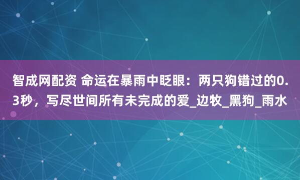 智成网配资 命运在暴雨中眨眼：两只狗错过的0.3秒，写尽世间所有未完成的爱_边牧_黑狗_雨水